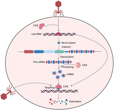 High-throughput CRISPR technology: a novel horizon for solid organ transplantation